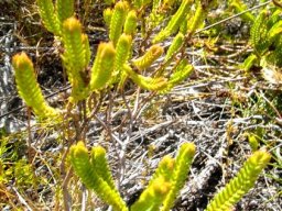 Penaea cneorum stems